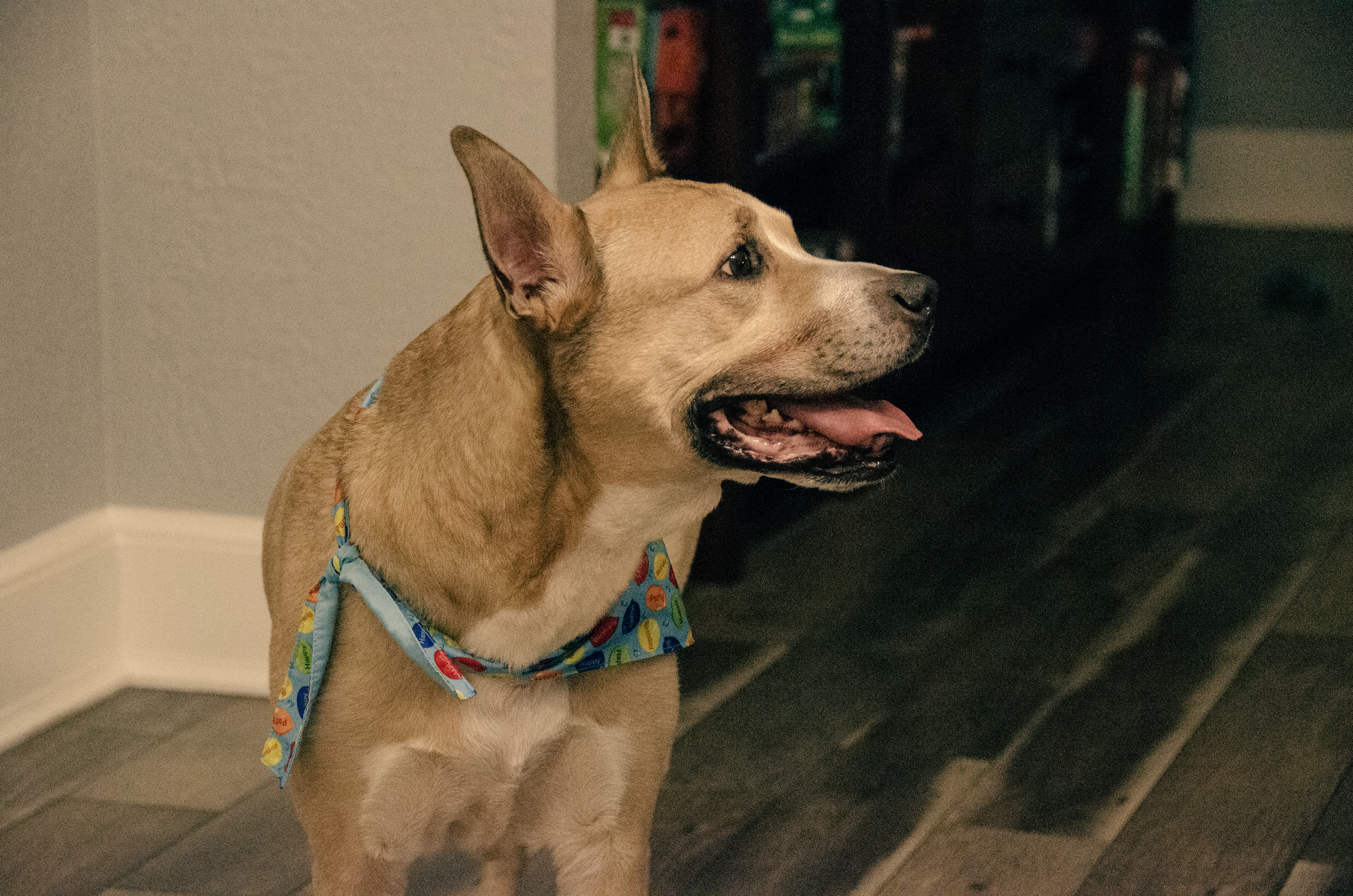 Bodhi Bday Bodhi Bday