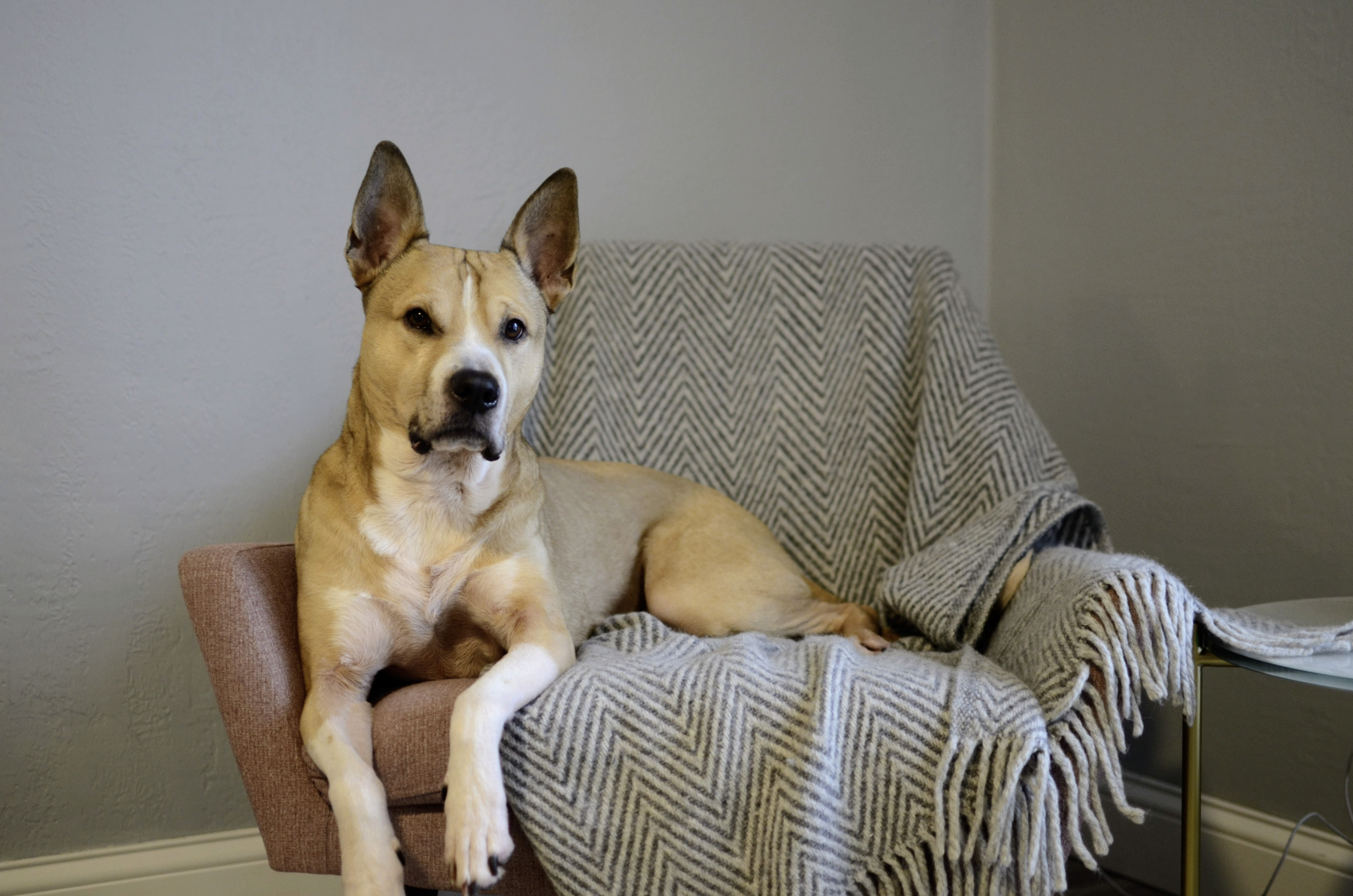 Bodhi in Chair Bodhi in Chair
