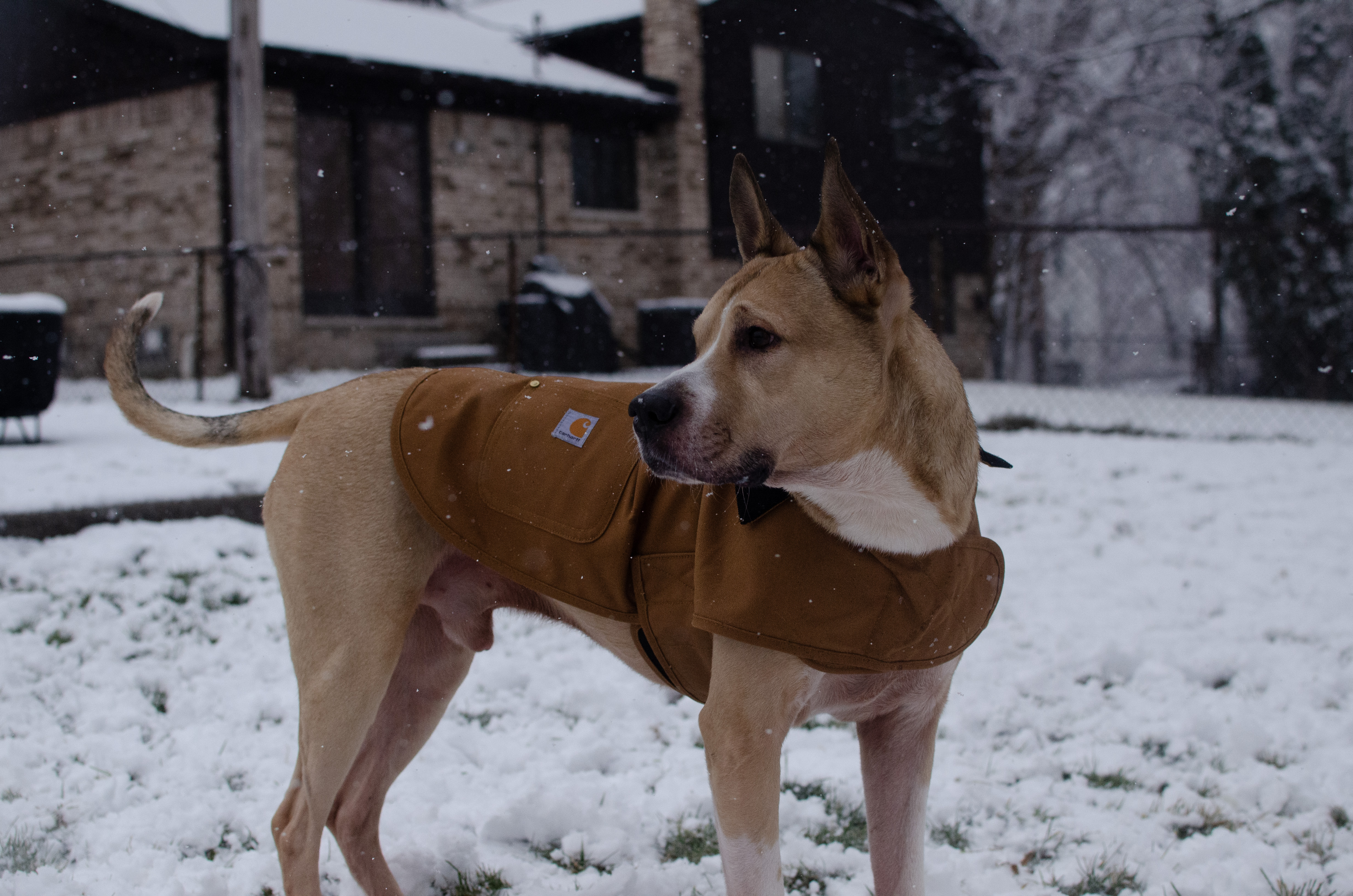 Bodhi Coat Bodhi Coat