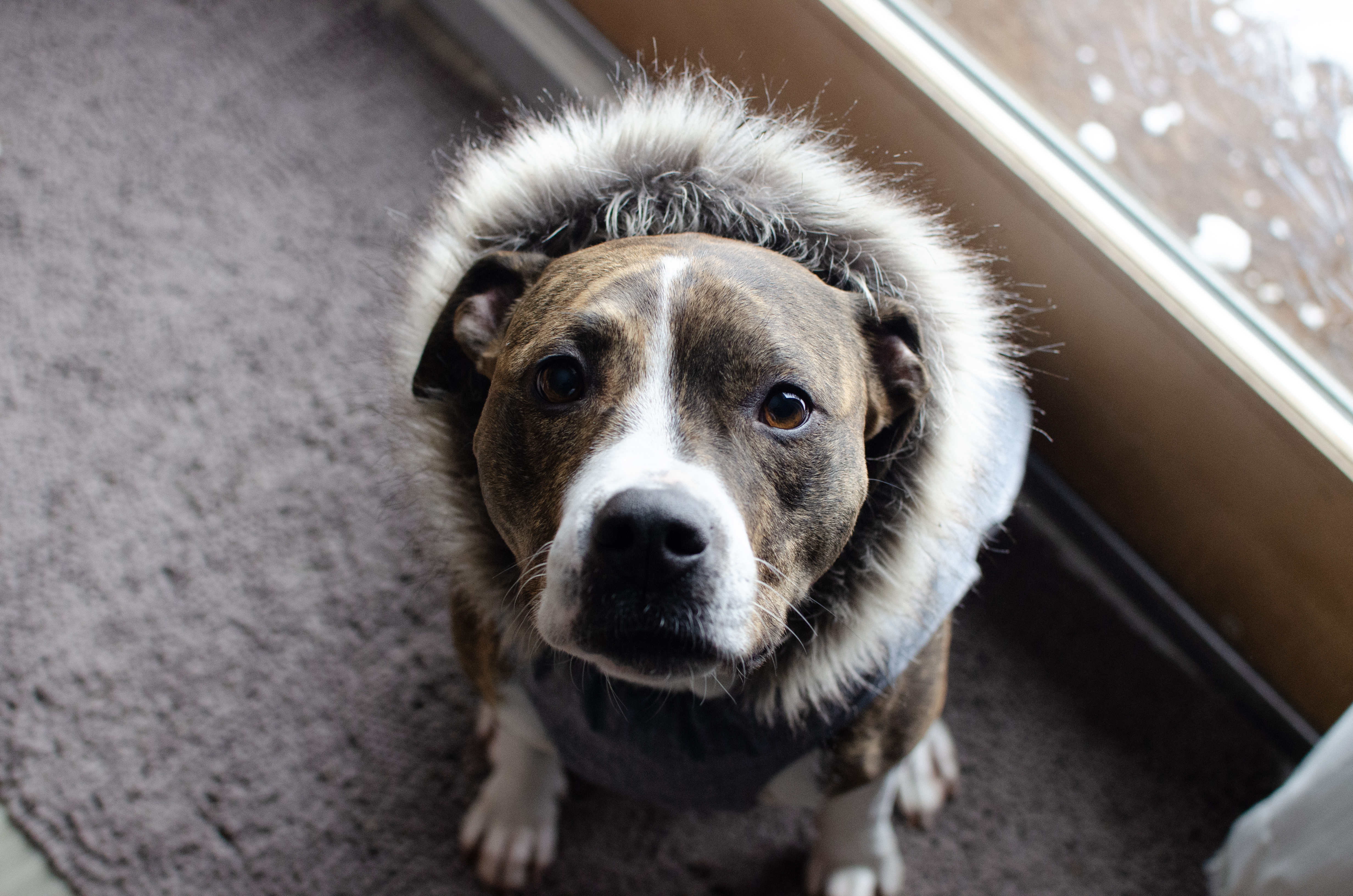 Korra Coat Korra Coat