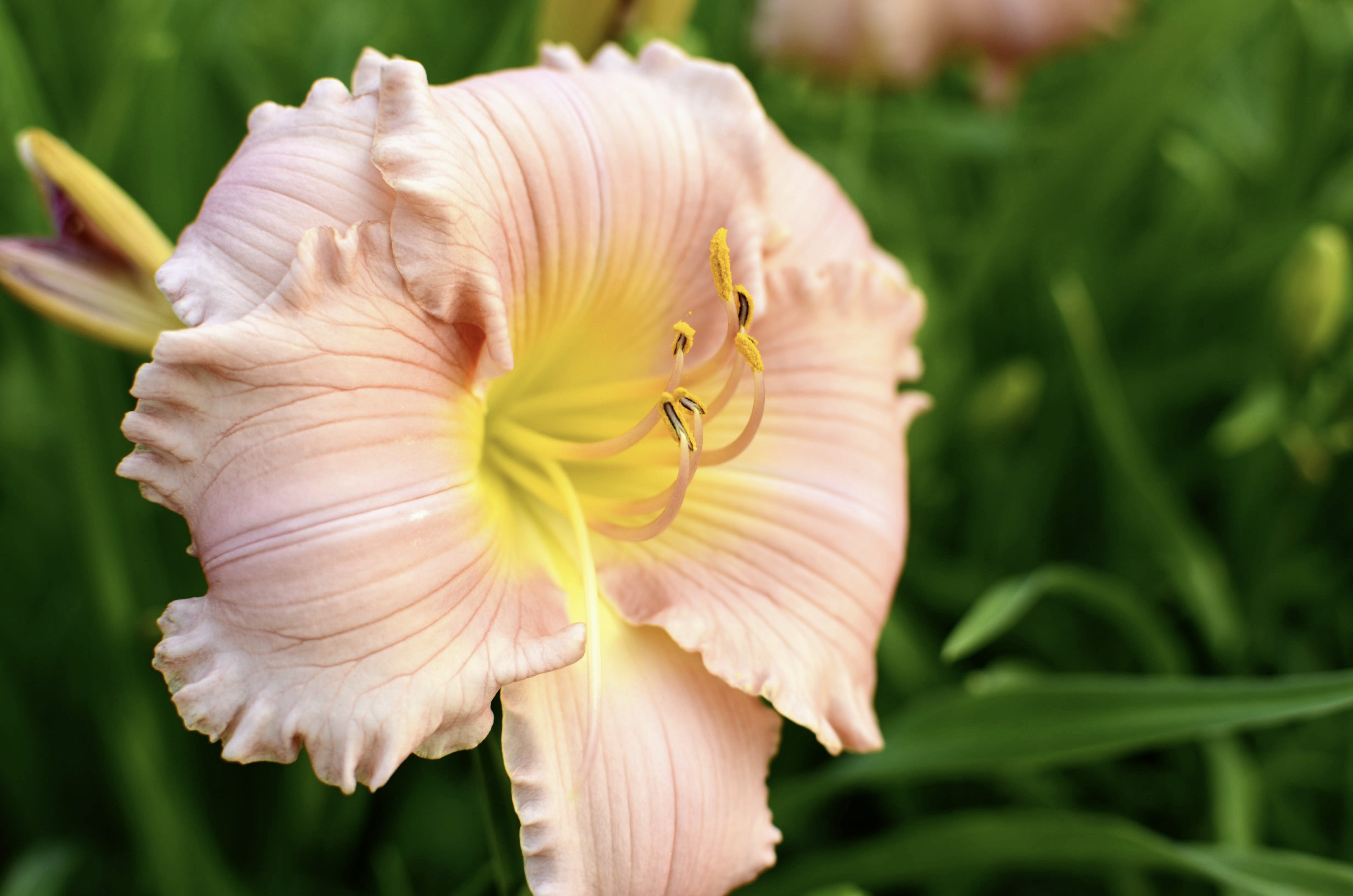 Pink Flower Pink Flower