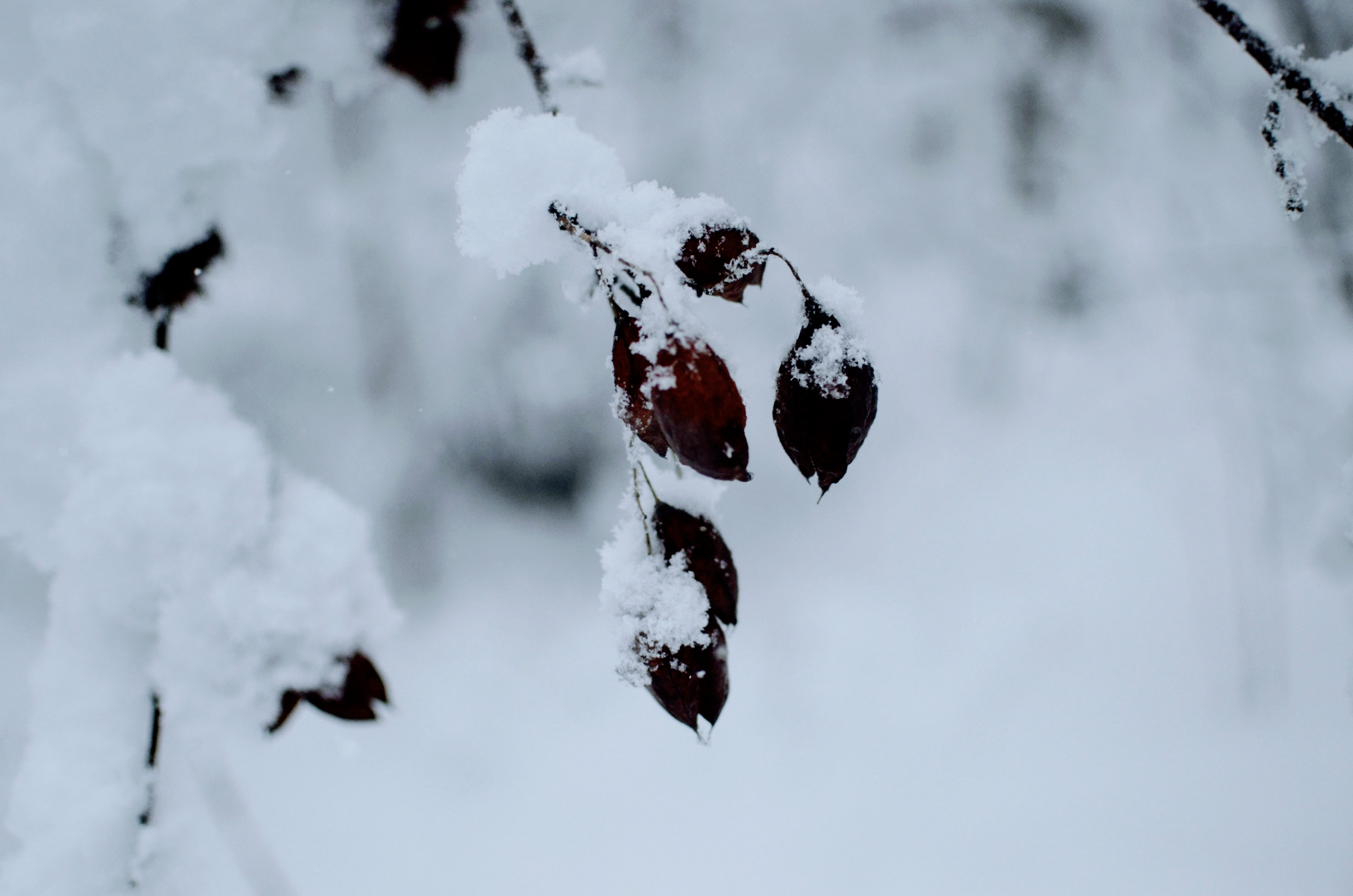 Snow Flower Snow Flower